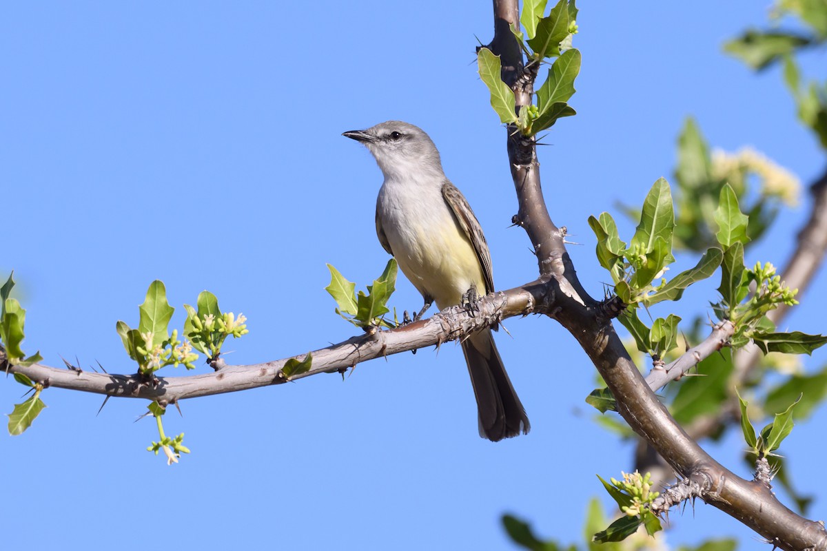 Suiriri Flycatcher - ML647417080