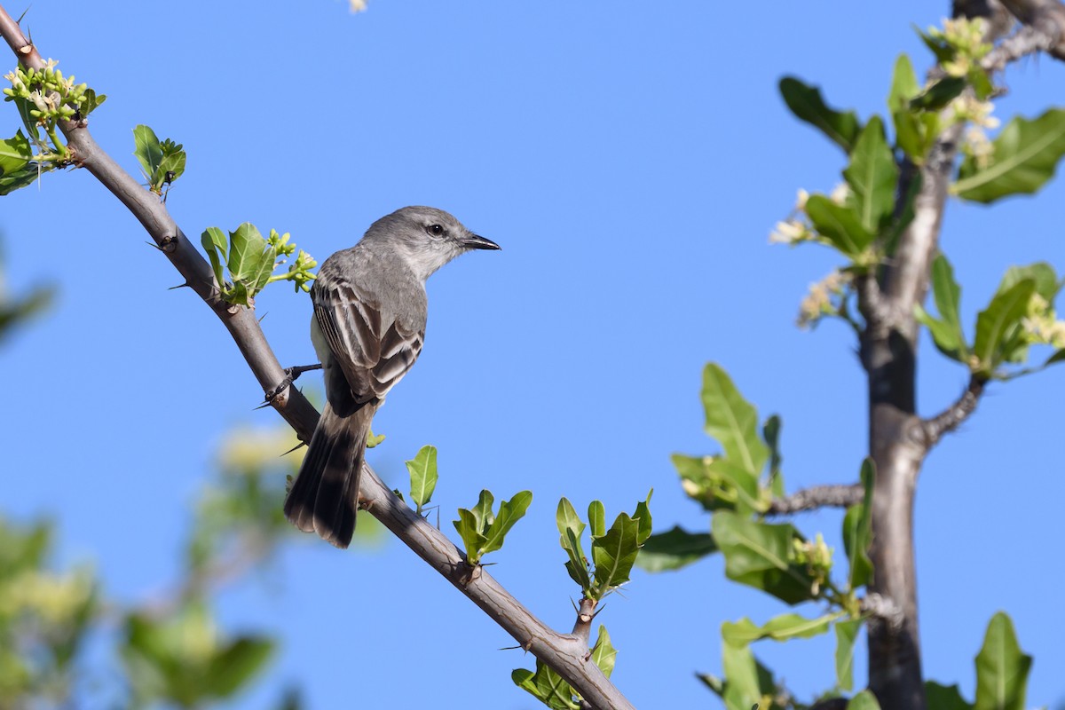 Suiriri Flycatcher - ML647417081
