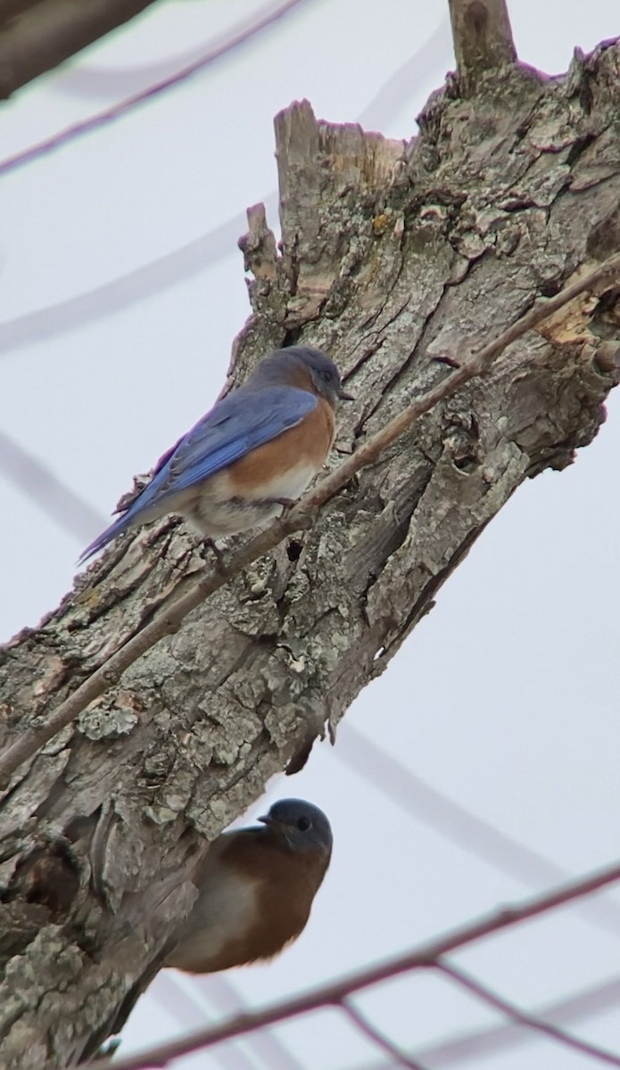 Eastern Bluebird - ML647417086