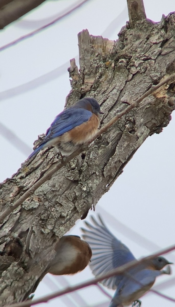Eastern Bluebird - ML647417087