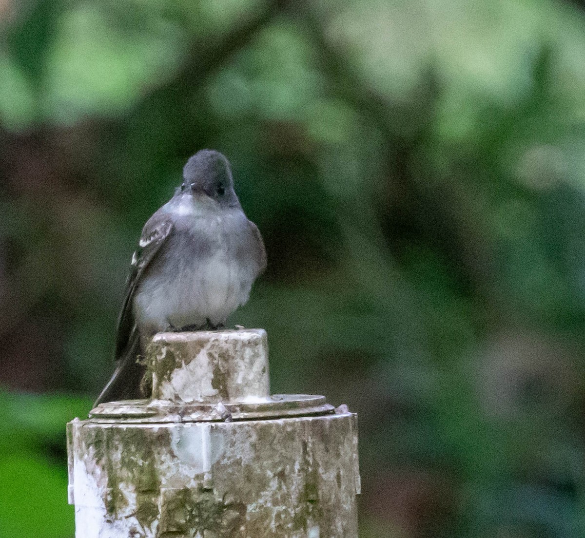 Eastern Wood-Pewee - ML647417097