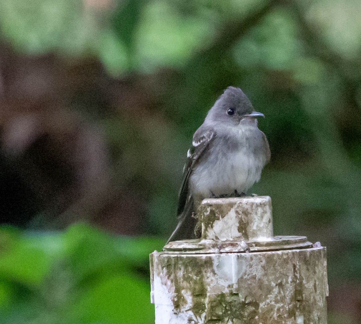 Eastern Wood-Pewee - ML647417098