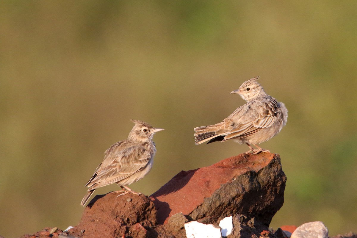 Crested Lark - ML647417109