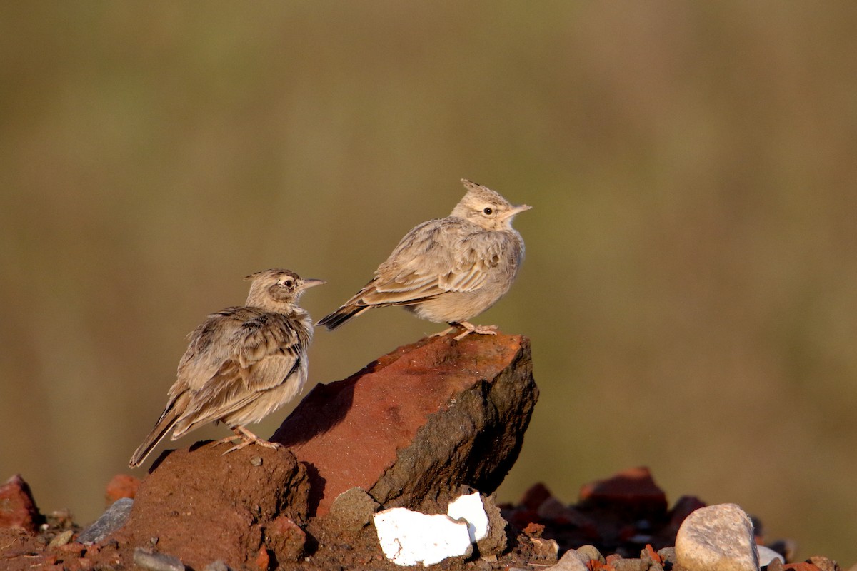 Crested Lark - ML647417110