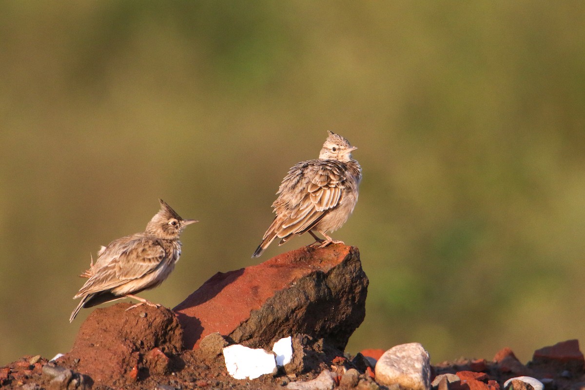 Crested Lark - ML647417111