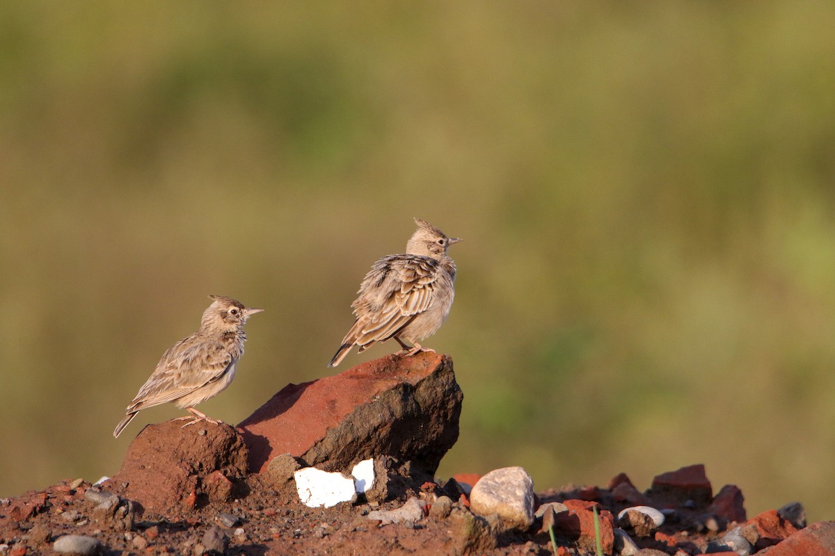 Crested Lark - ML647417112