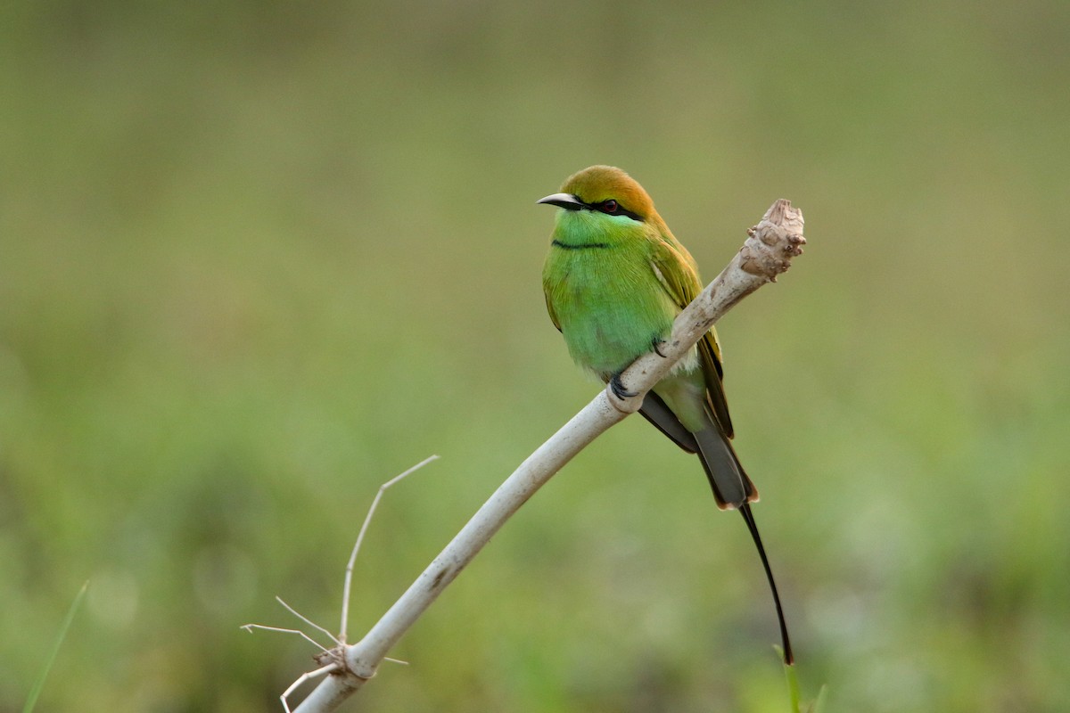Asian Green Bee-eater - ML647417115