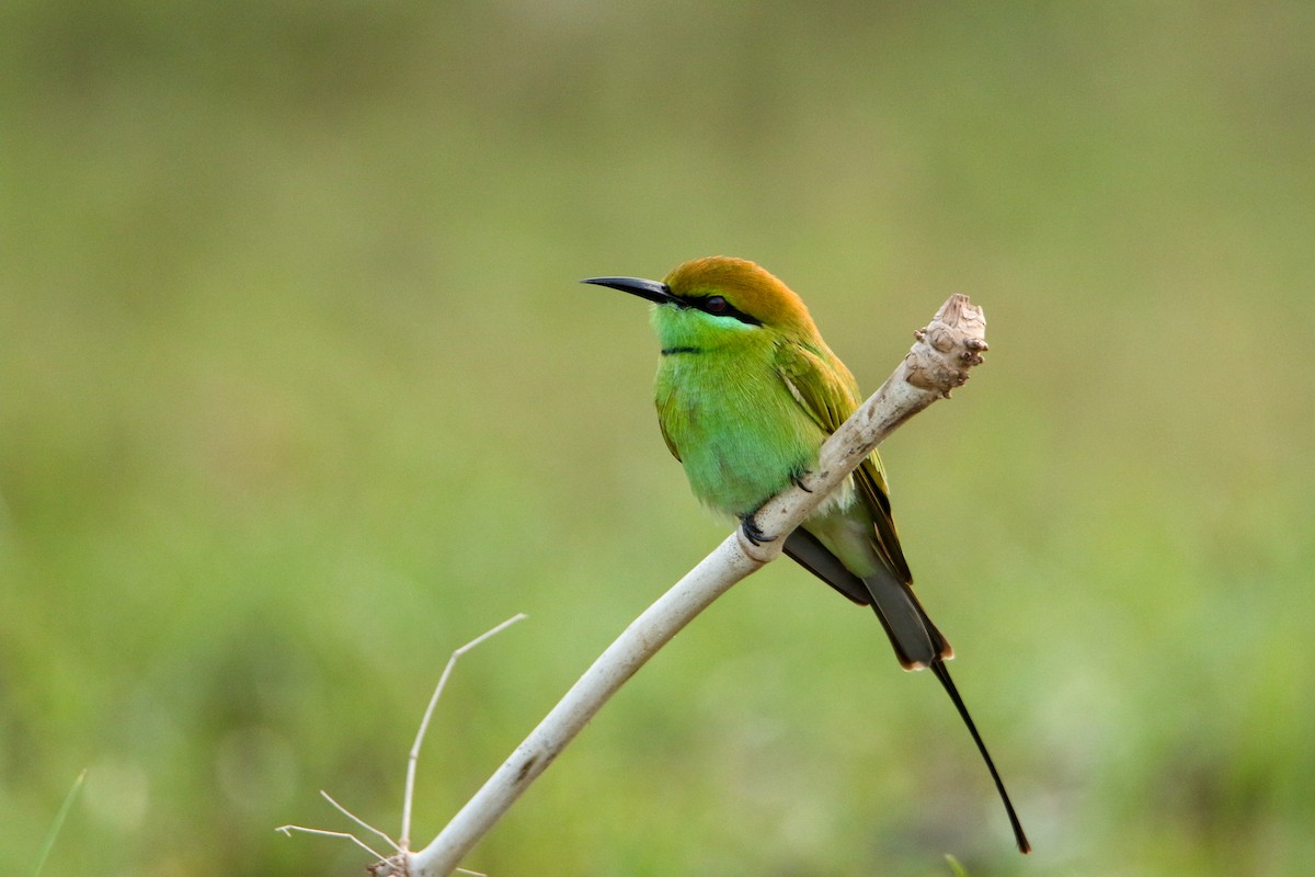 Asian Green Bee-eater - ML647417116
