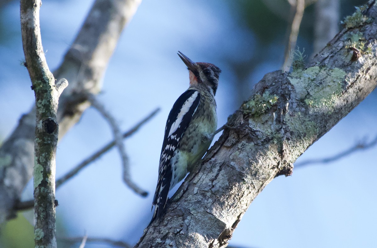 Yellow-bellied Sapsucker - ML647417118