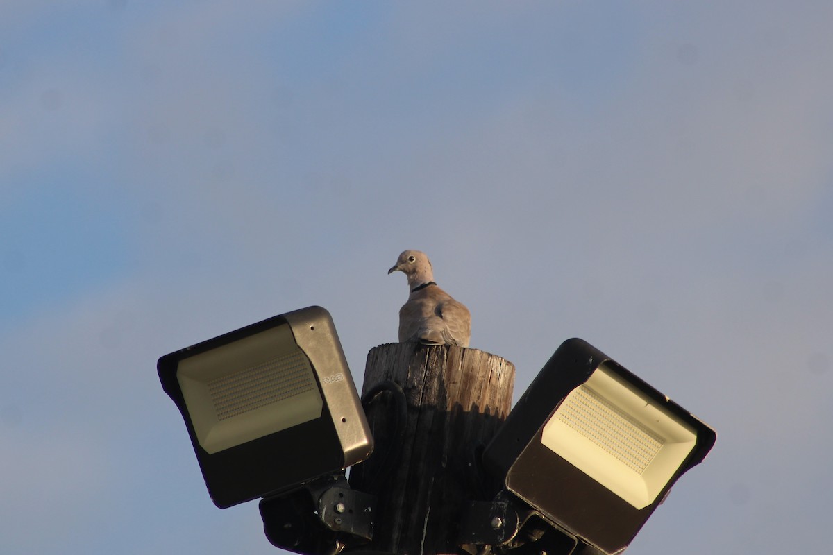 Кольчатая горлица - ML647417120