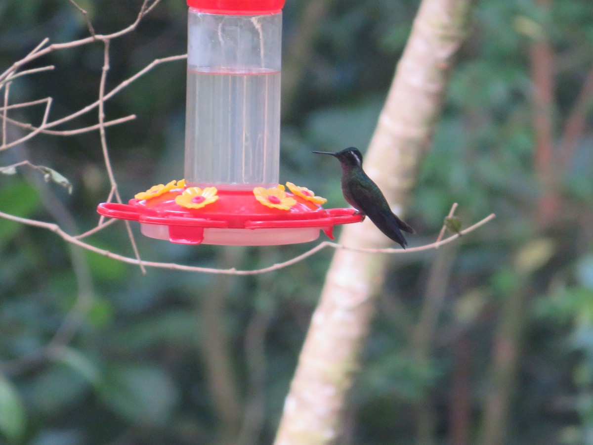 Purple-throated Mountain-gem - ML647417122