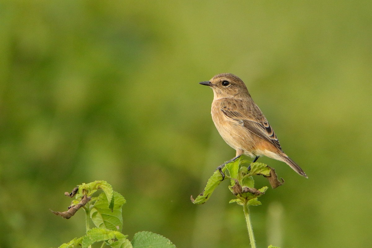 bramborníček sibiřský - ML647417123