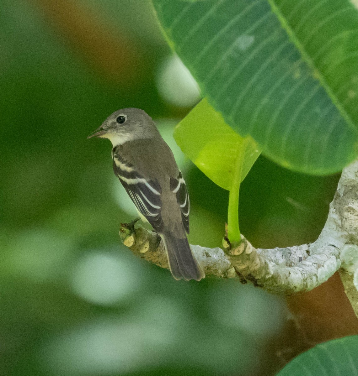 Eastern Wood-Pewee - ML647417127