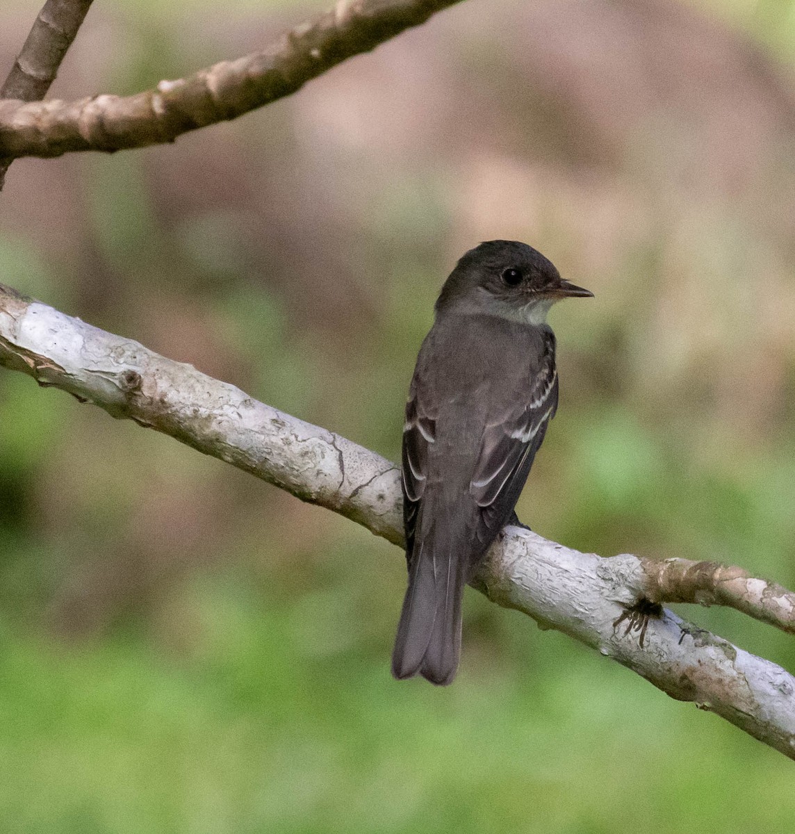Eastern Wood-Pewee - ML647417128