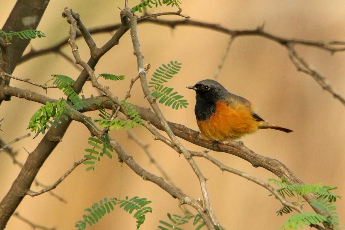 Black Redstart - ML647417131