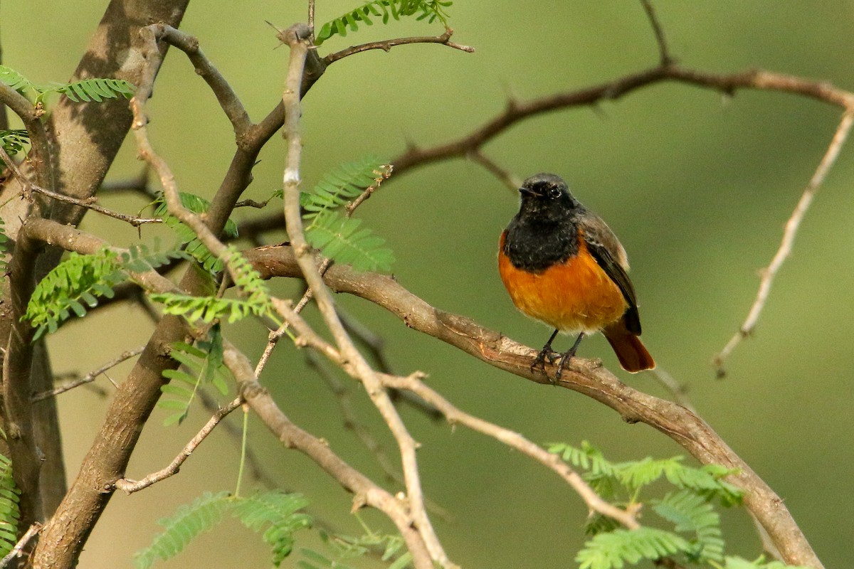 Black Redstart - ML647417132