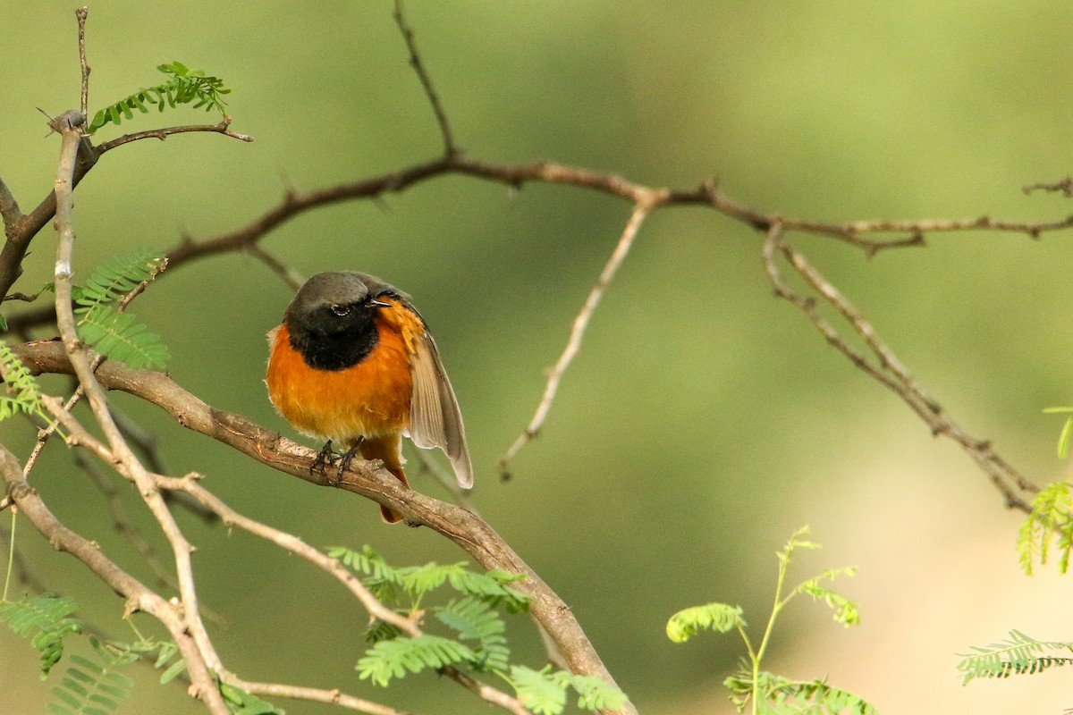 Black Redstart - ML647417133