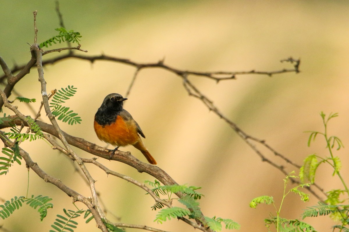 Black Redstart - ML647417134