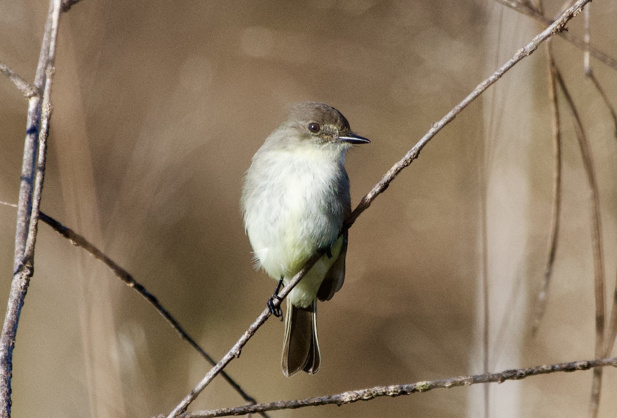 Eastern Phoebe - ML647417137