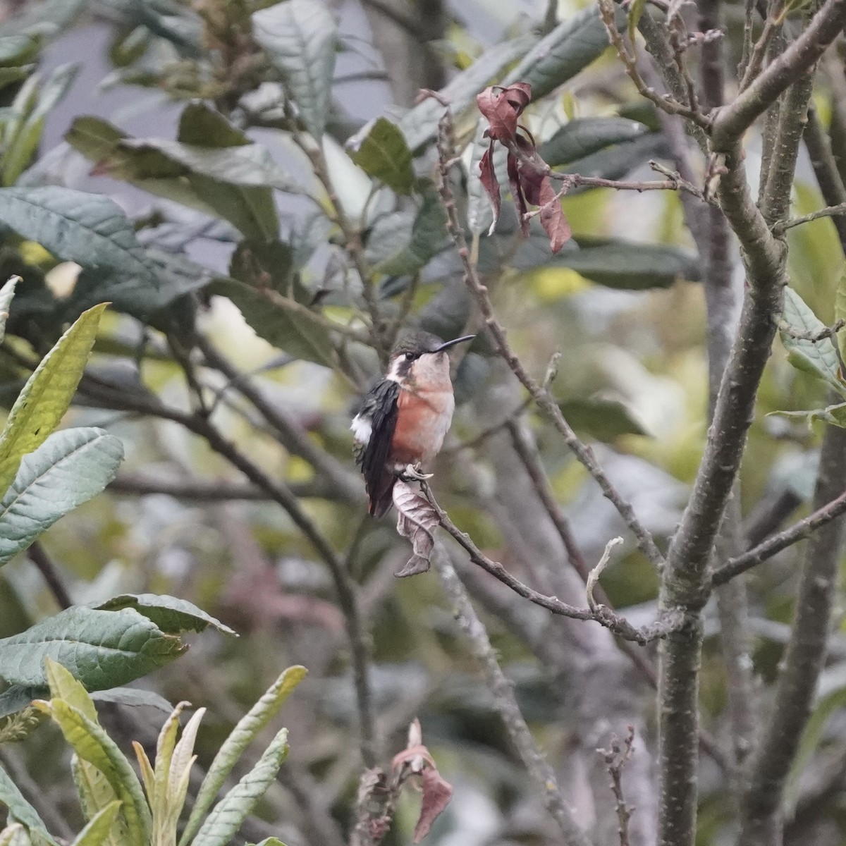 Ak Göbekli Ormanyıldızı - ML647417138
