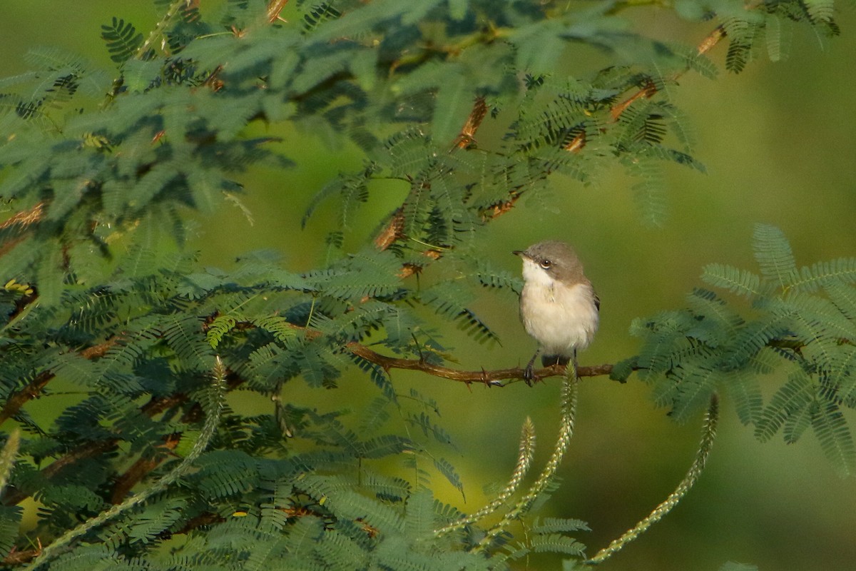 Lesser Whitethroat - ML647417139