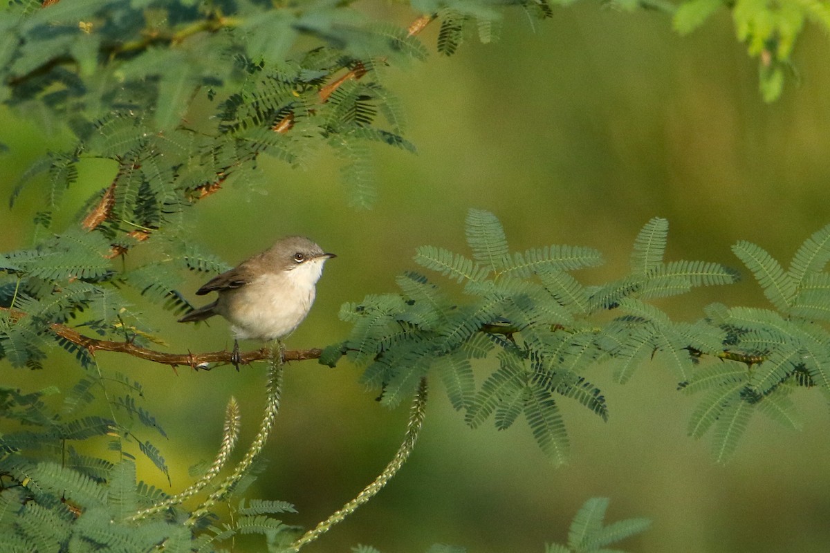 Lesser Whitethroat - ML647417140
