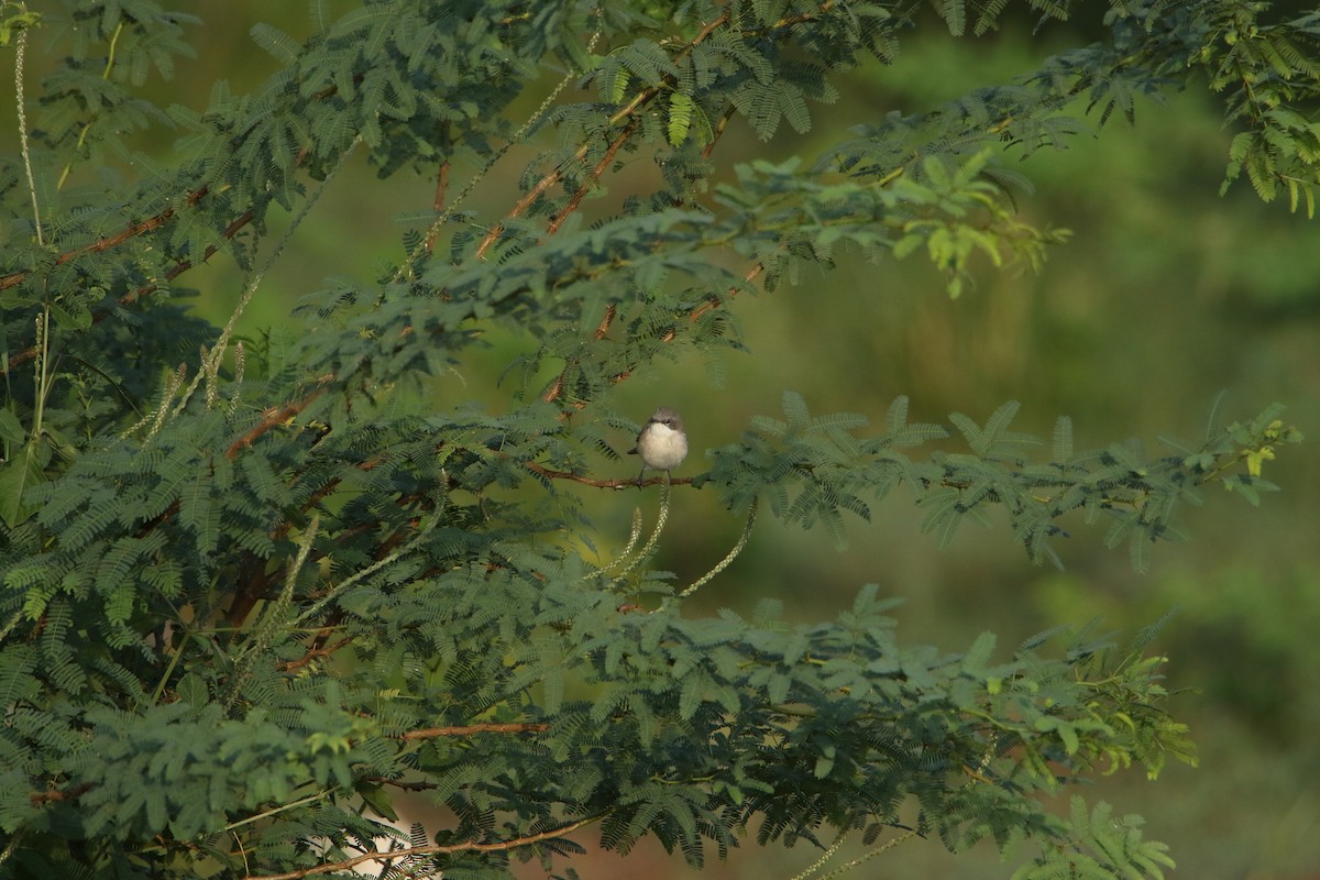 Lesser Whitethroat - ML647417141