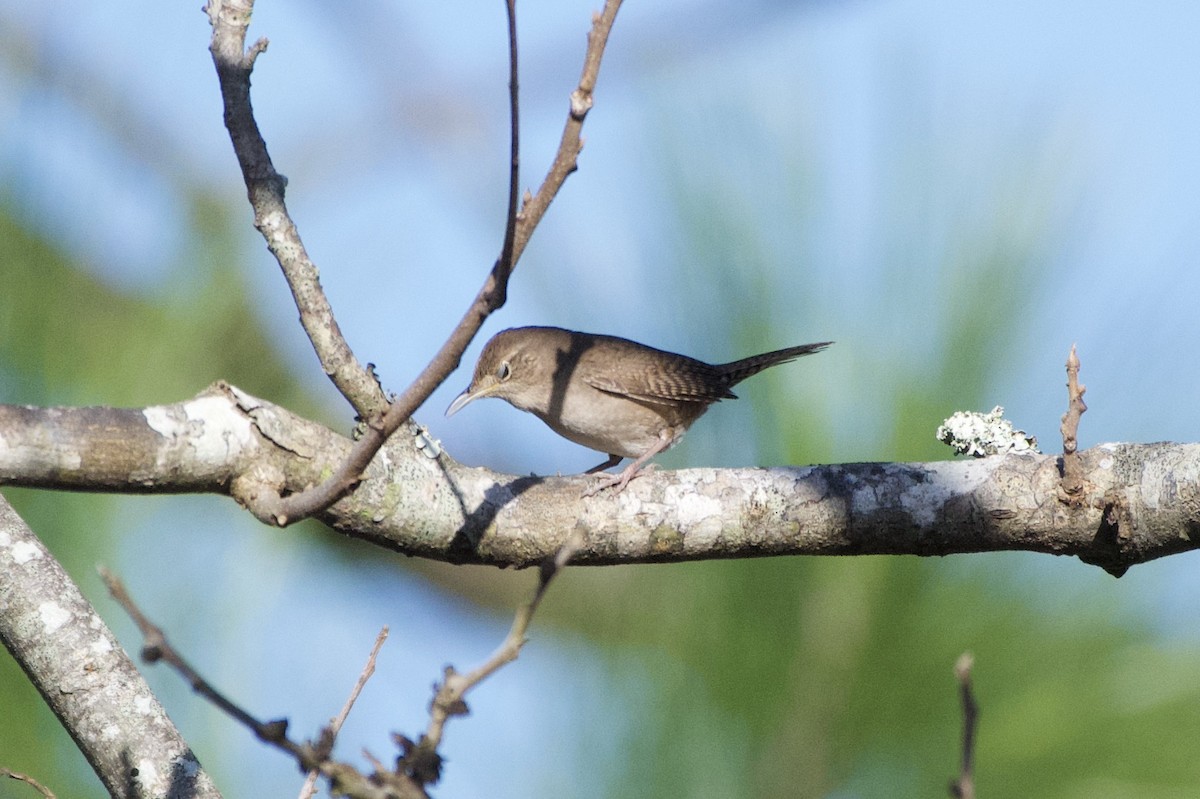 Northern House Wren - ML647417143
