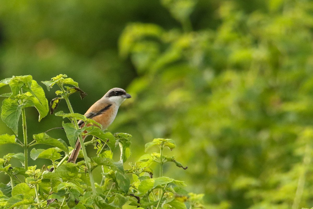 Long-tailed Shrike - ML647417147
