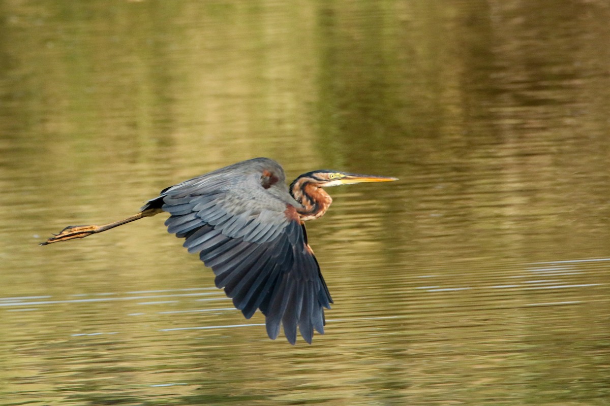 Purple Heron - ML647417156