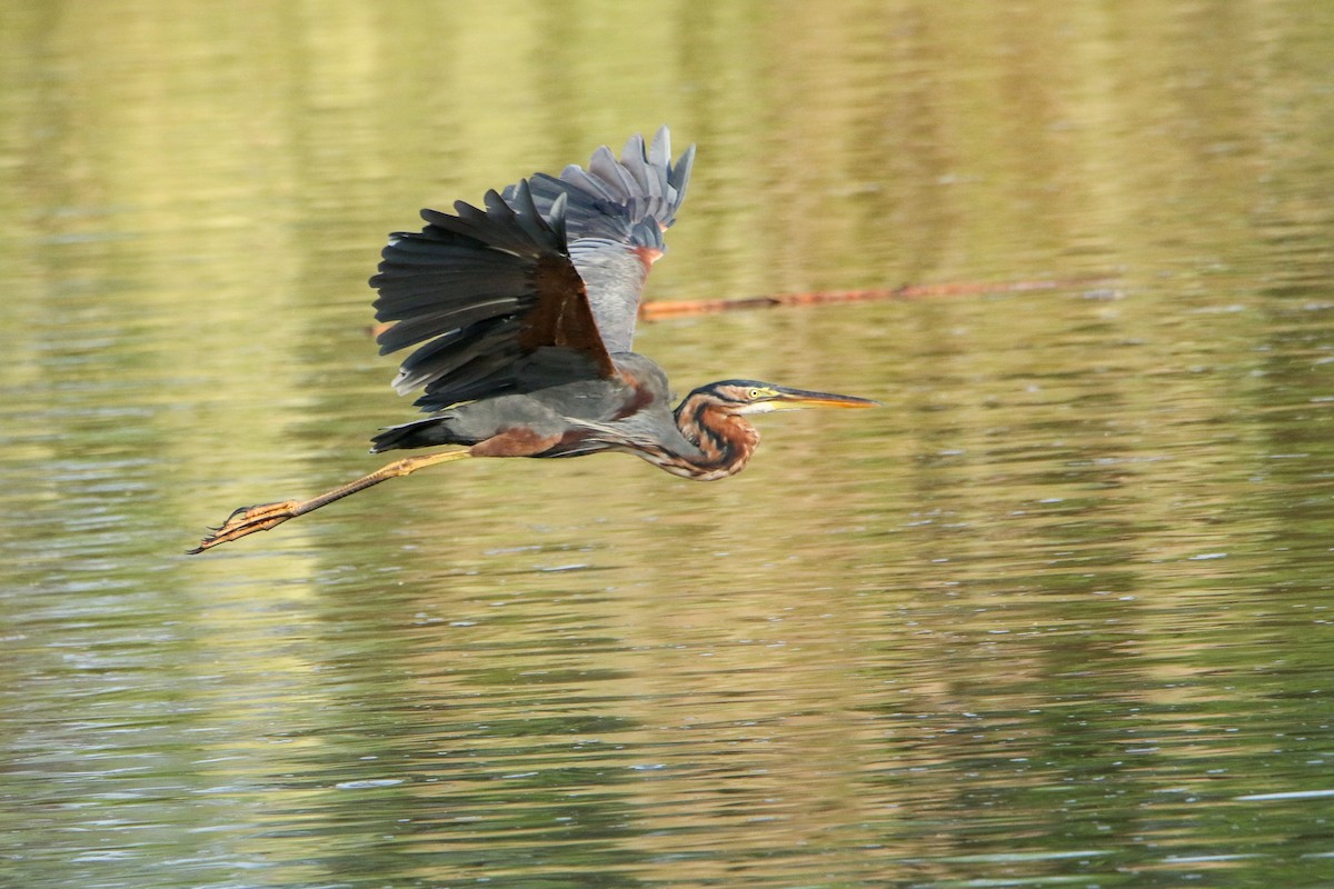 Purple Heron - ML647417157