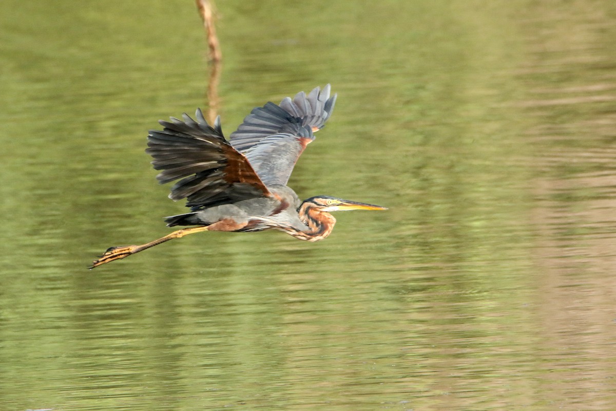 Purple Heron - ML647417158