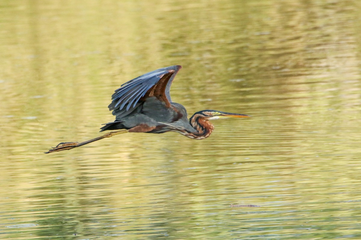 Purple Heron - ML647417159