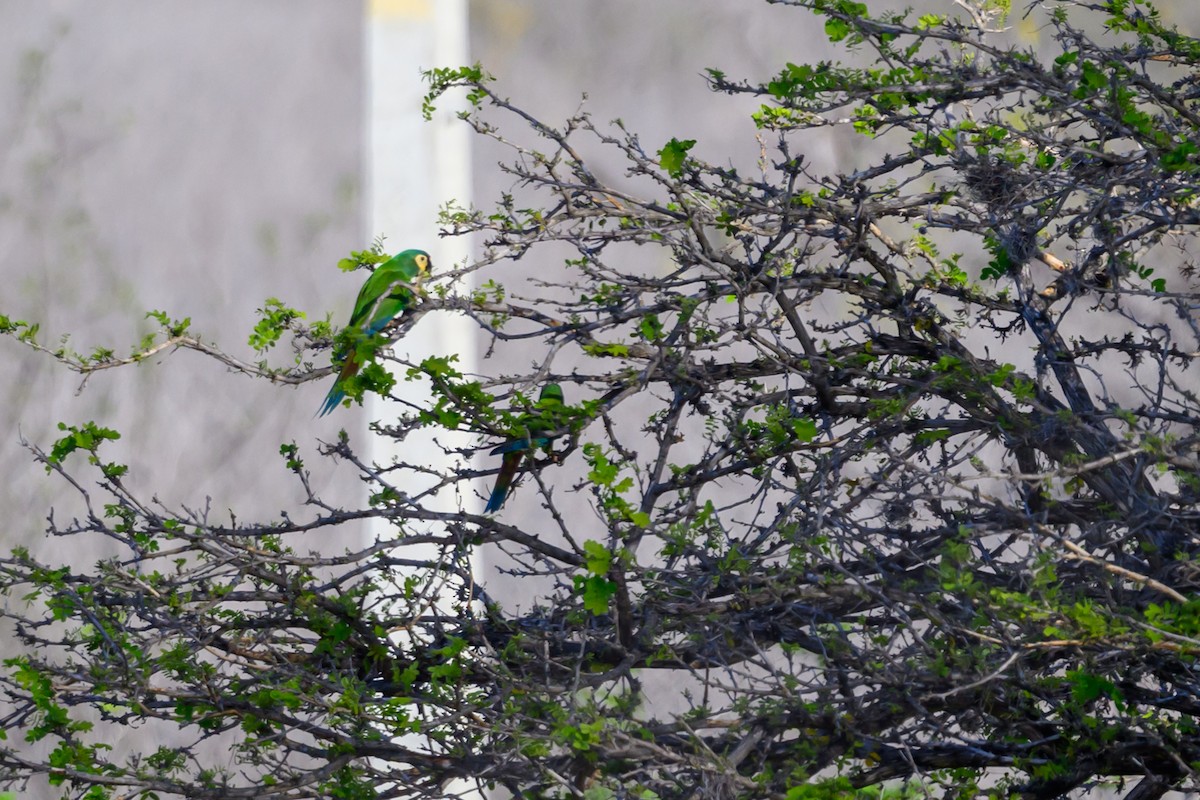 Blue-winged Macaw - ML647417164