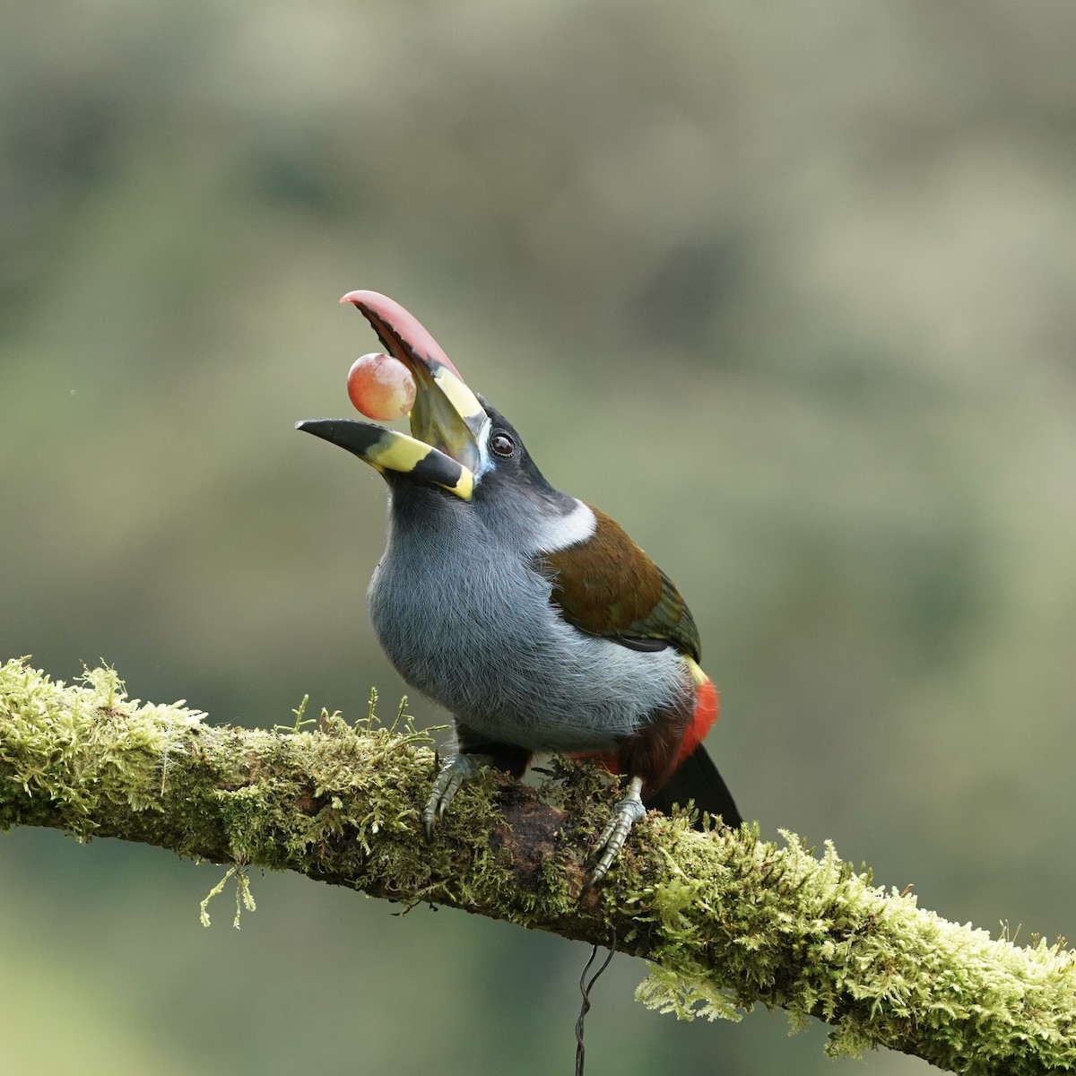 Tucán Pechigrís - ML647417168