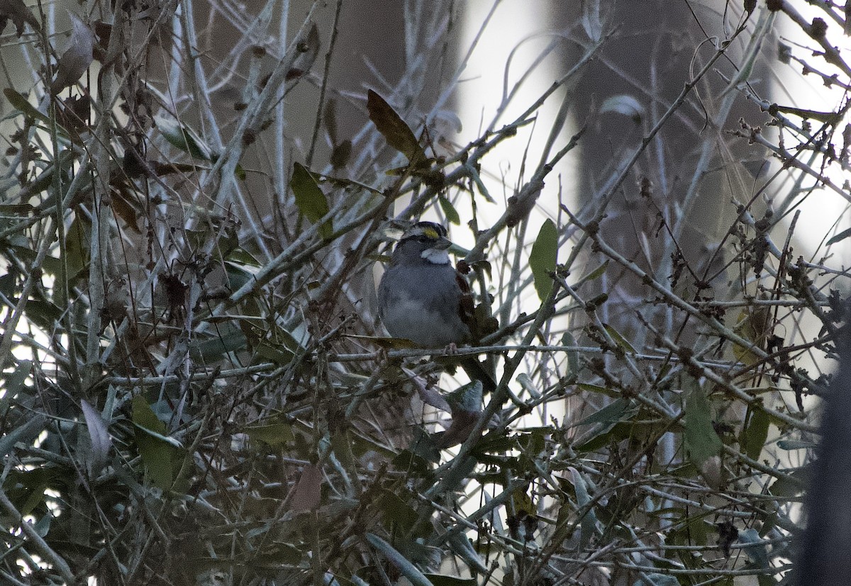 White-throated Sparrow - ML647417169