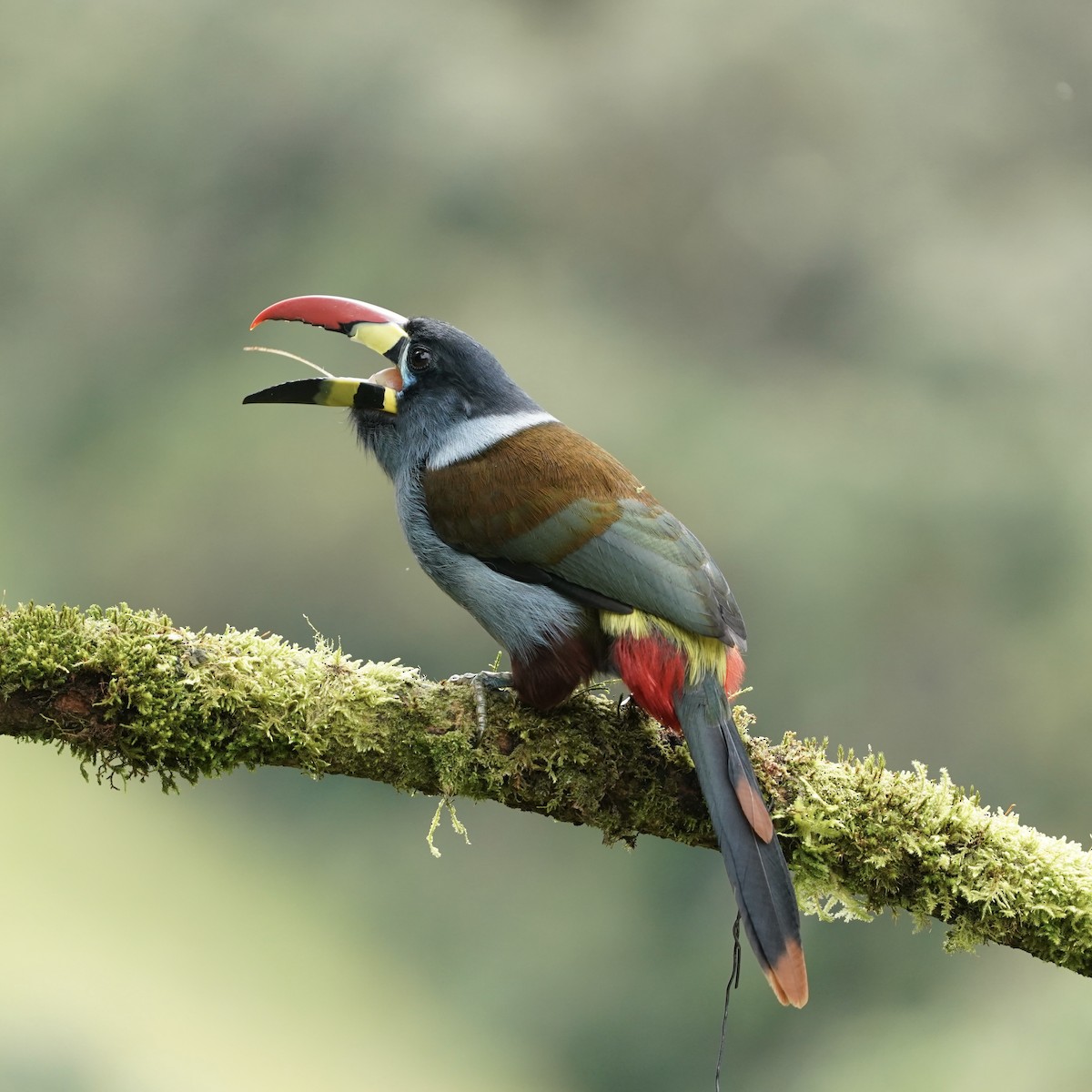 Tucán Pechigrís - ML647417170