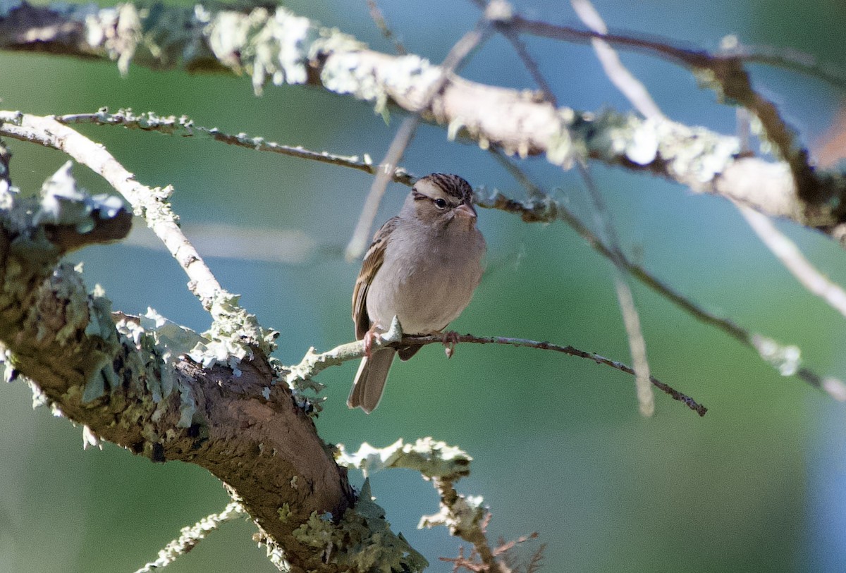 Chipping Sparrow - ML647417171