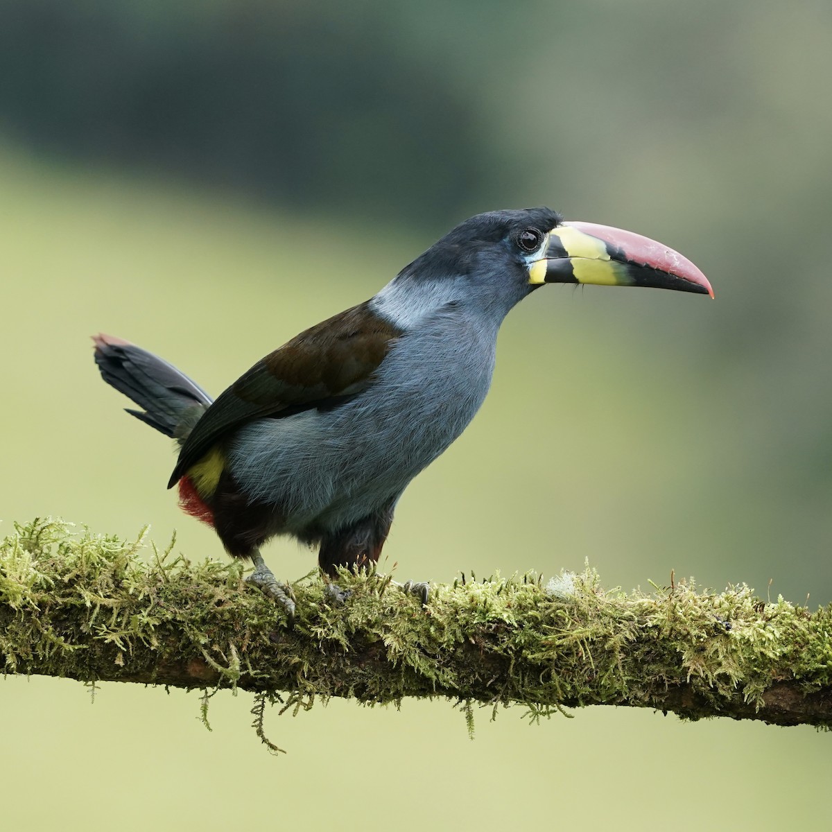 Tucán Pechigrís - ML647417175