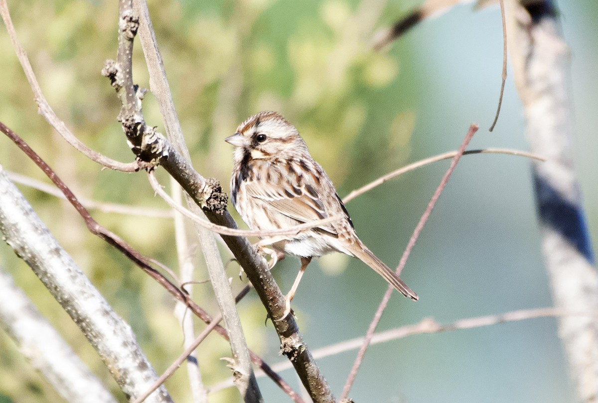 Song Sparrow - ML647417179