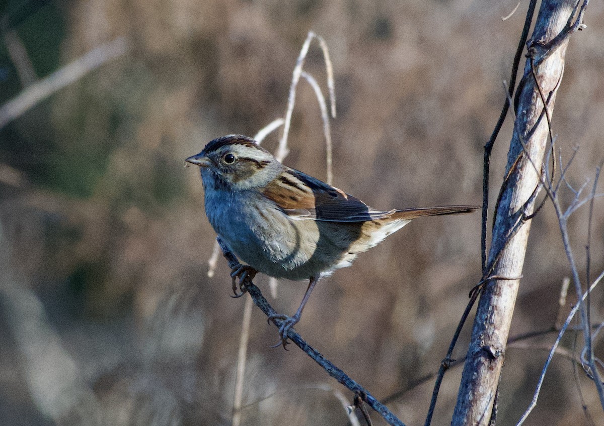 Swamp Sparrow - ML647417187