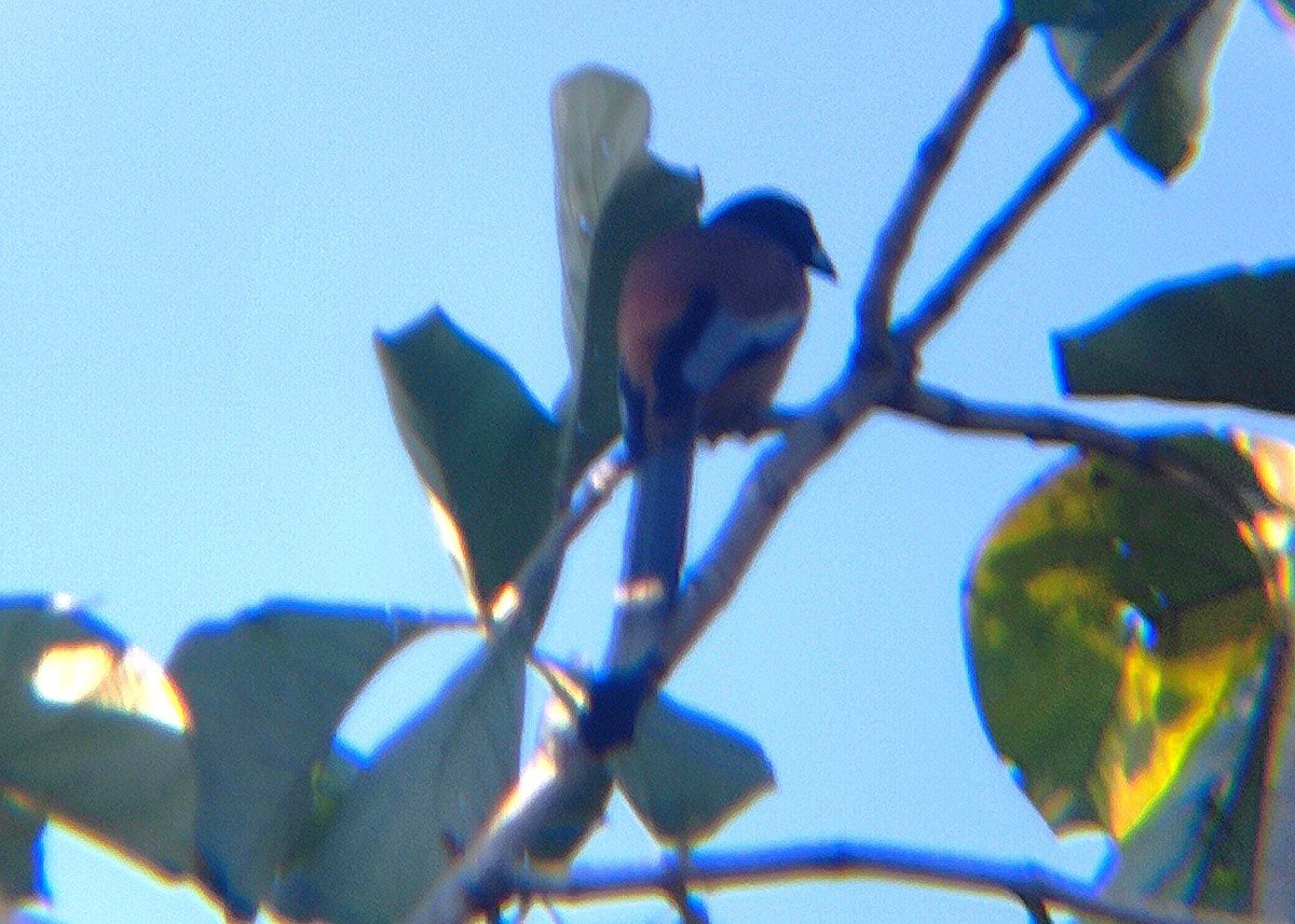 okerskjære - ML647417191