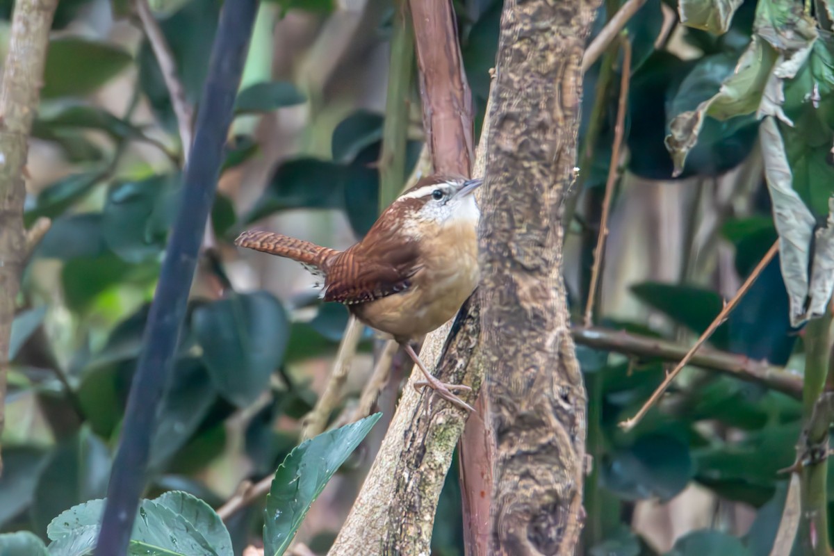 karolinasmett - ML647417192