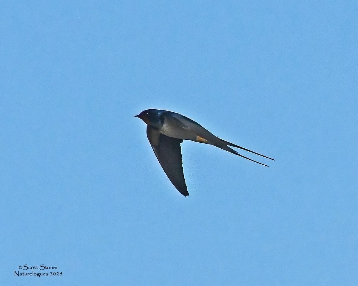 låvesvale - ML647417195