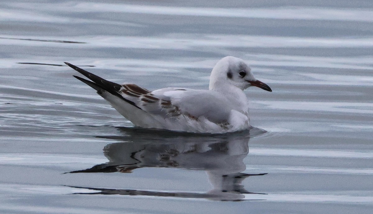 kanadahettemåke - ML647417196