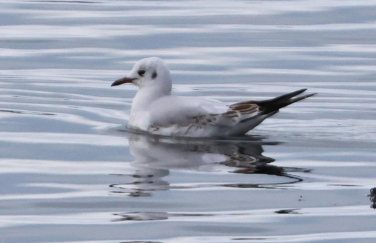 kanadahettemåke - ML647417197