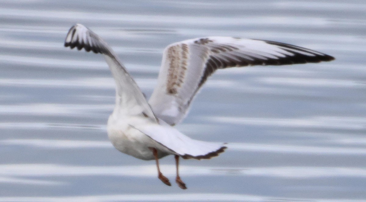 kanadahettemåke - ML647417198