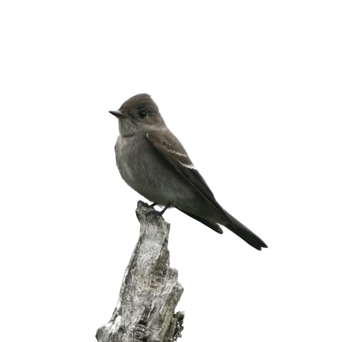 vestpivi - ML647417199