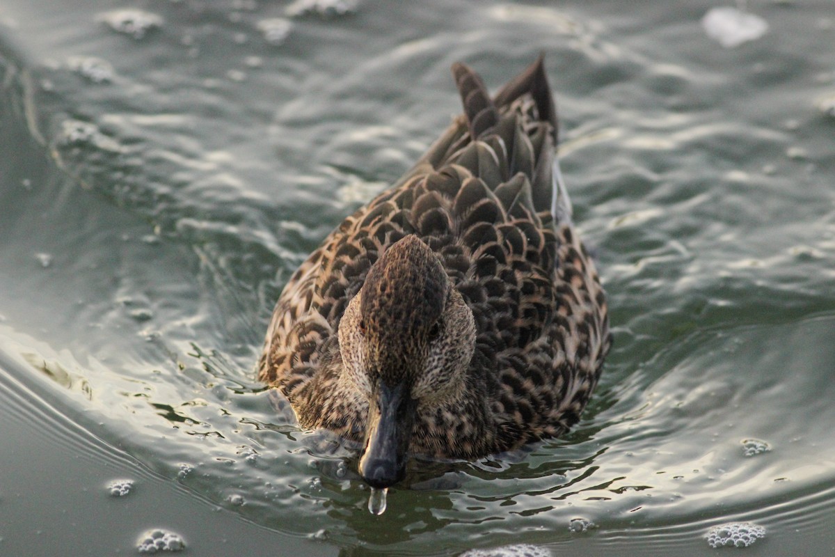 krikkand - ML647417201