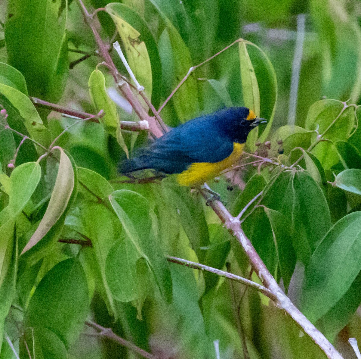 hvitgumpeufonia - ML647417203